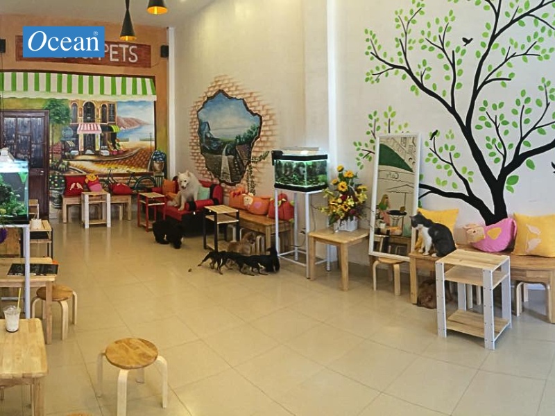 Cafe thú cưng ở Sài Gòn Tea&pets Cafe thú cưng ở Sài Gòn Tea&pets