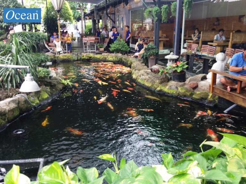 Cafe Cá Koi Cafe Cá Koi